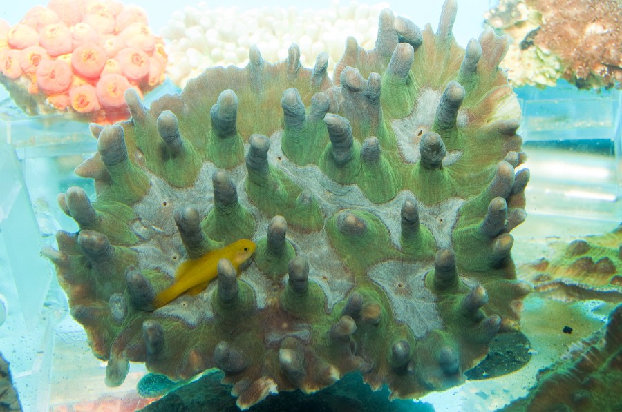 Coral in Saltwater Aquarium or Fishtank